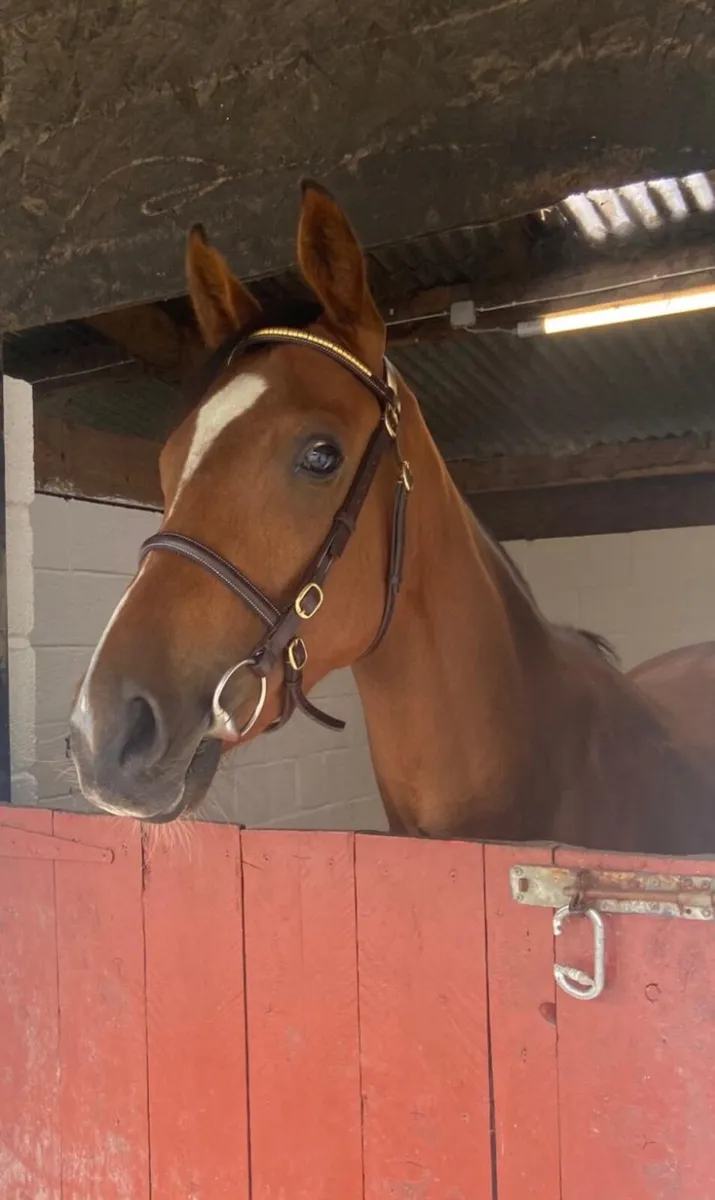 Horse - Image 1
