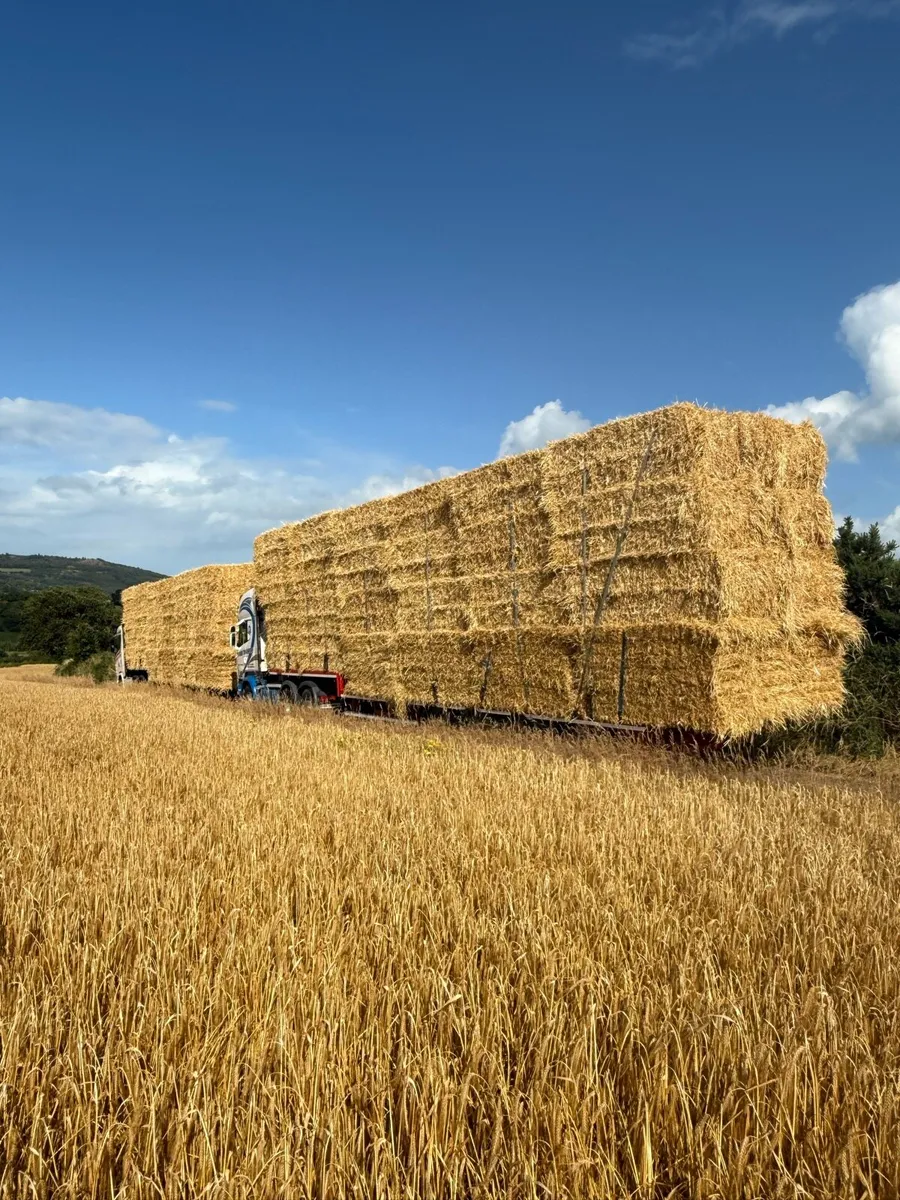 Hay & straw - Image 2