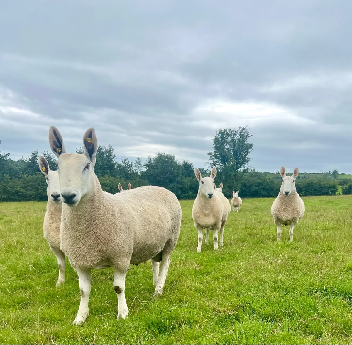 Border Leicester Hogget  Rams - Image 1