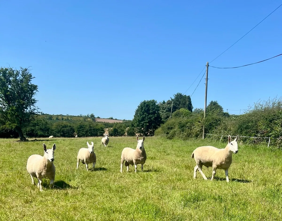 Border Leicester Hogget  Rams - Image 3