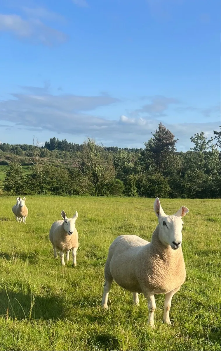 Border Leicester Hogget  Rams - Image 4