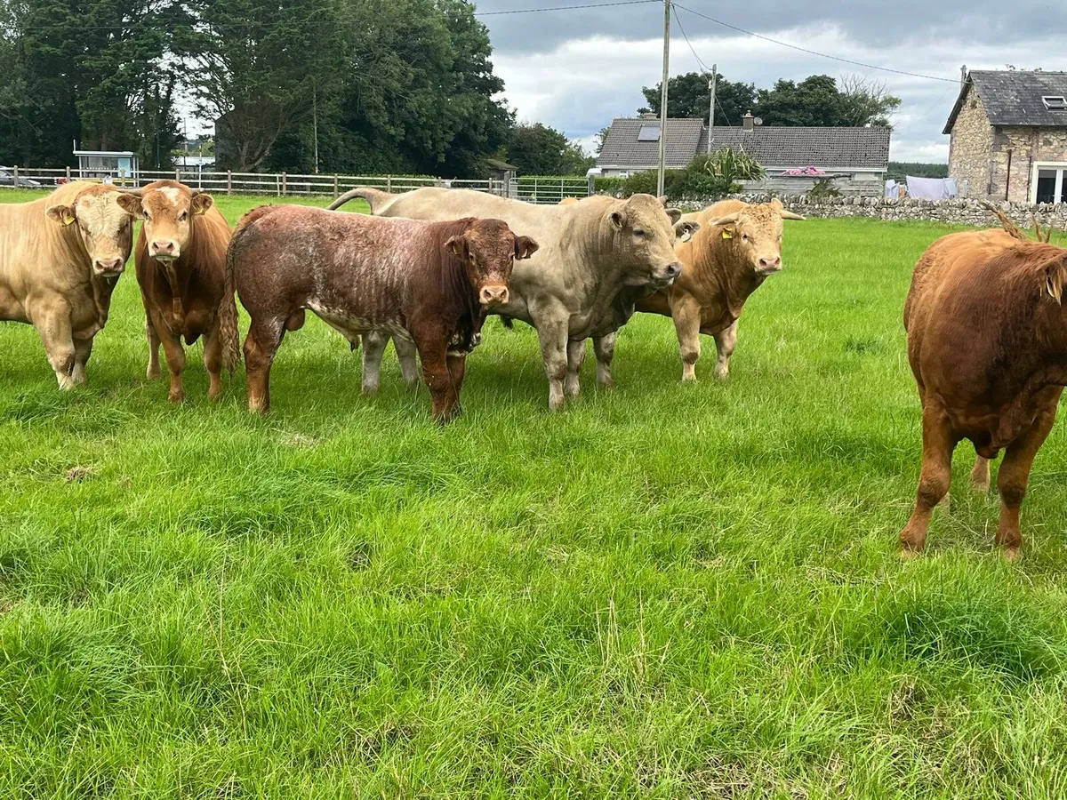 20 bulls Enniscorthy Mart Tuesday 5th of August - Image 1