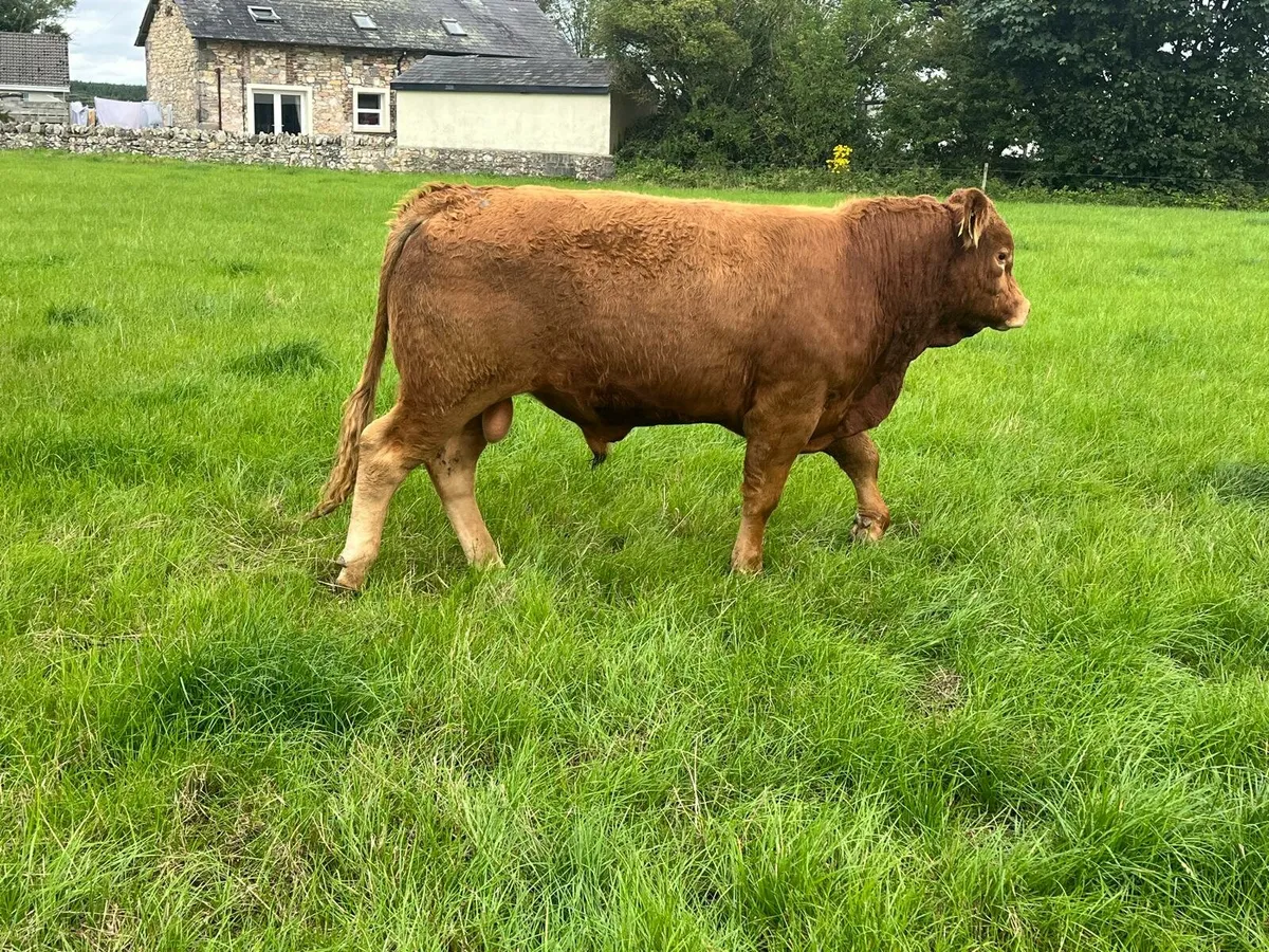 20 bulls Enniscorthy Mart Tuesday 5th of August - Image 2