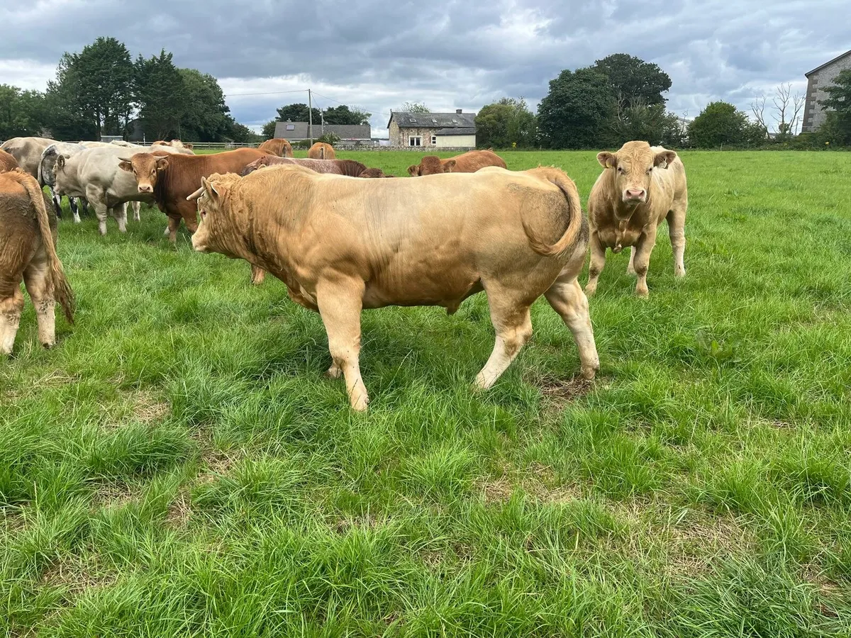 20 bulls Enniscorthy Mart Tuesday 5th of August - Image 3
