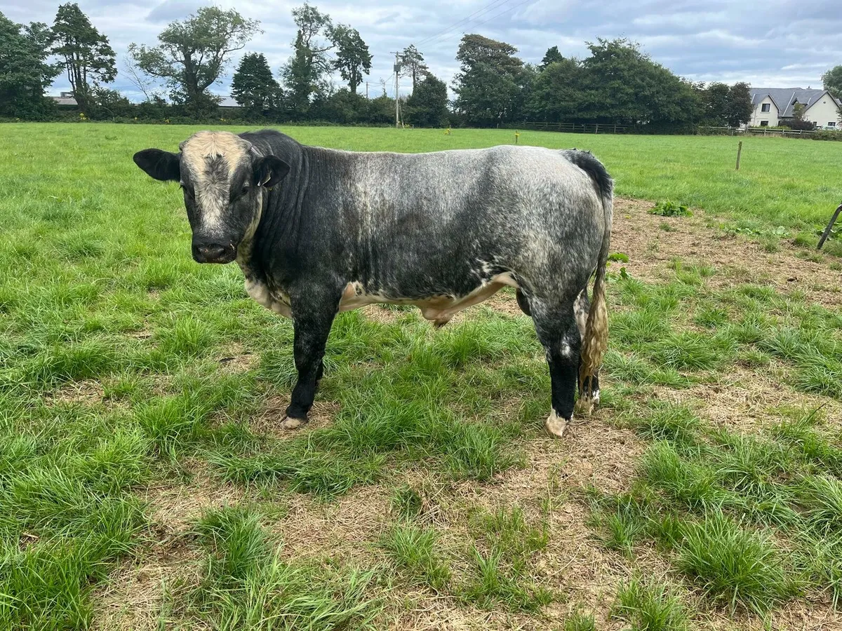 20 bulls Enniscorthy Mart Tuesday 5th of August - Image 4