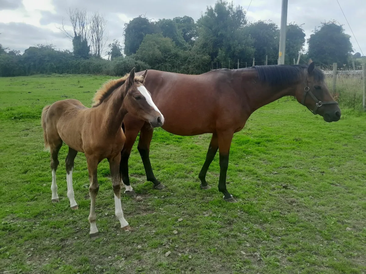 Mare and Foal - Image 1