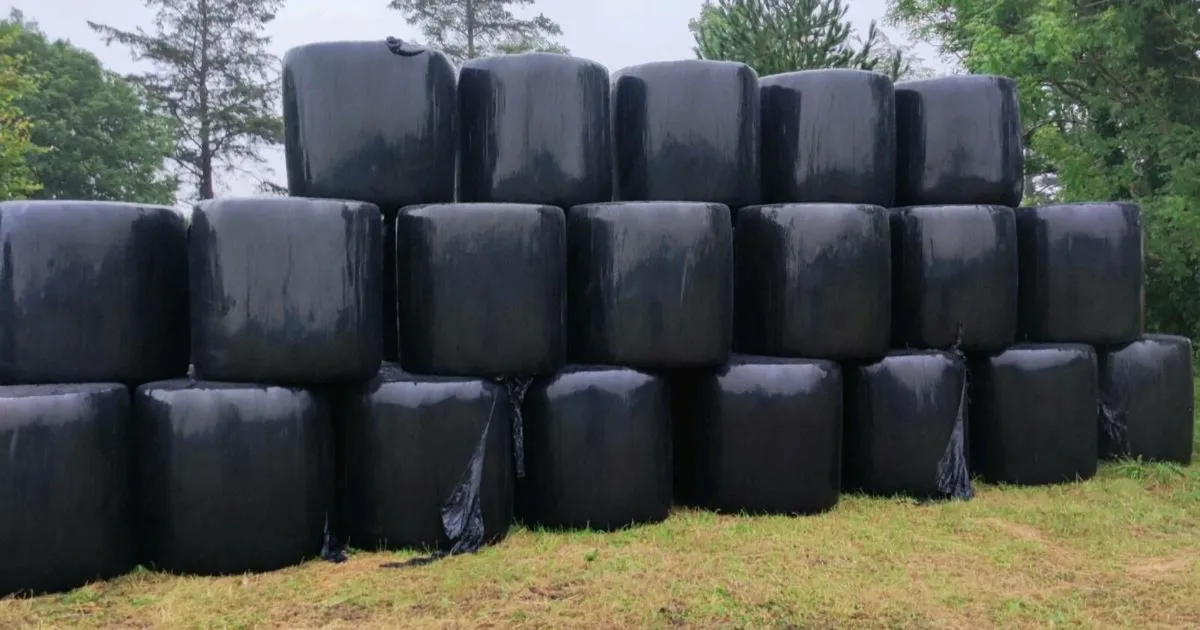 81 round bales of 1st cut haylage - Image 1