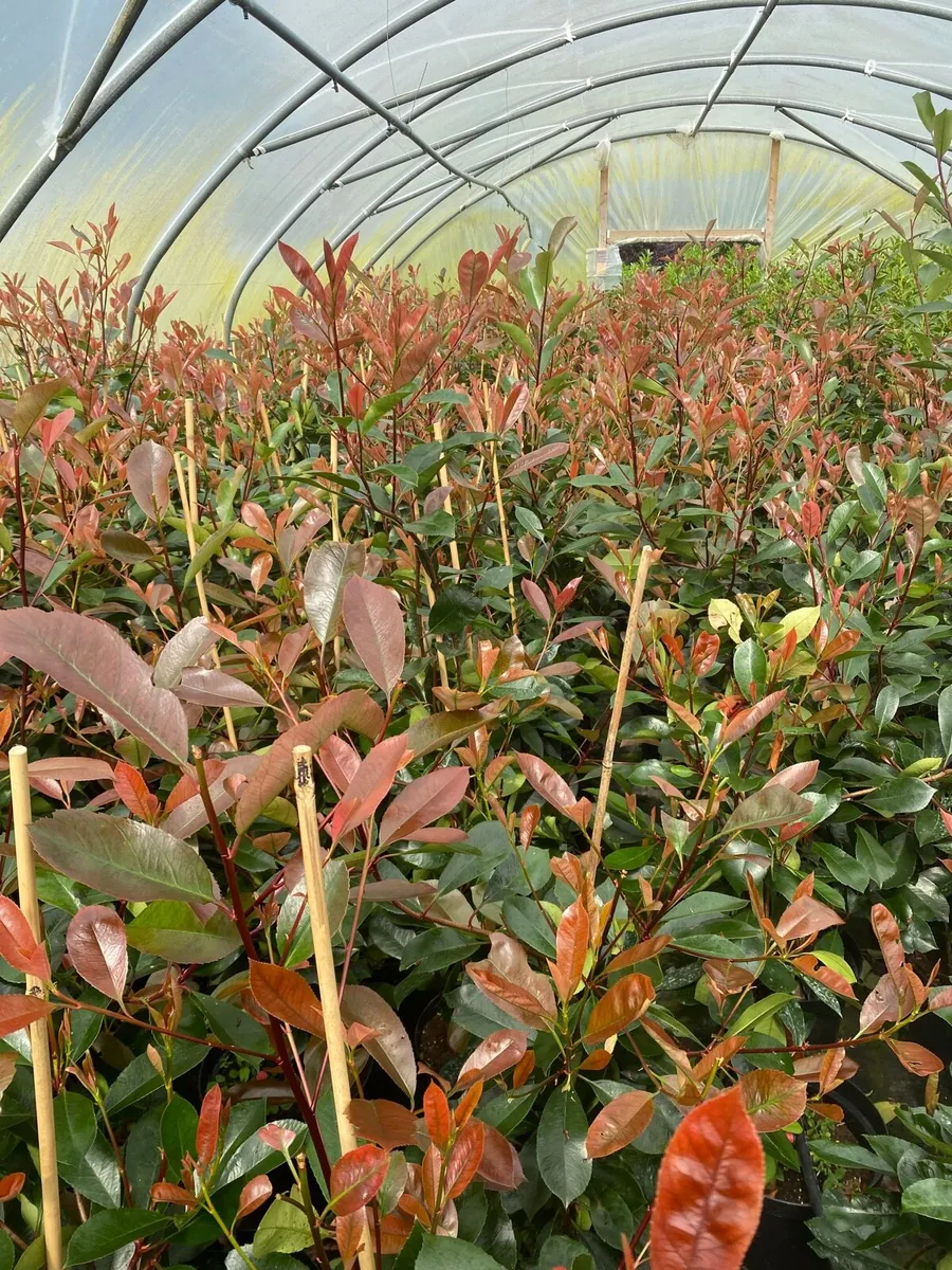 Red Robin Hedging