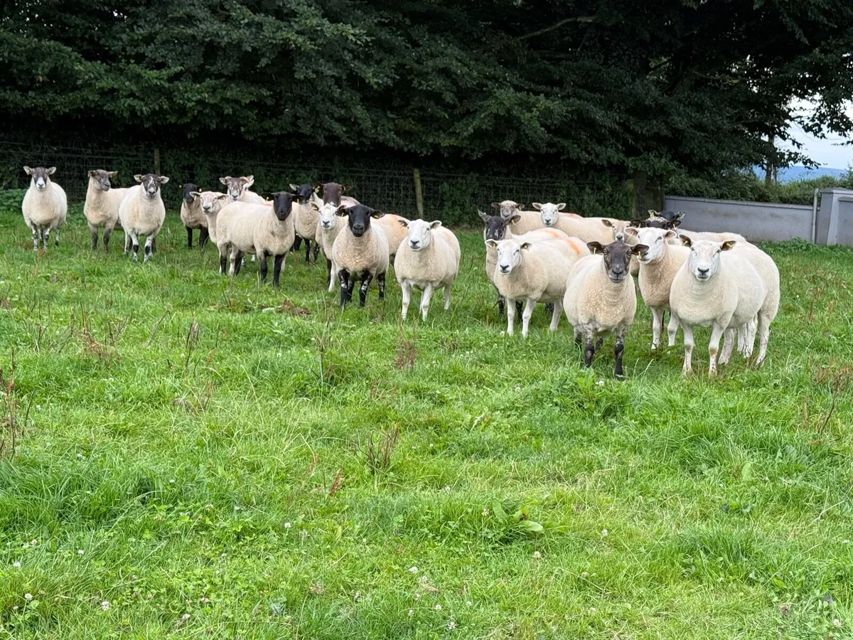 30 Big Strong 3 Year Old Ewes - Image 2