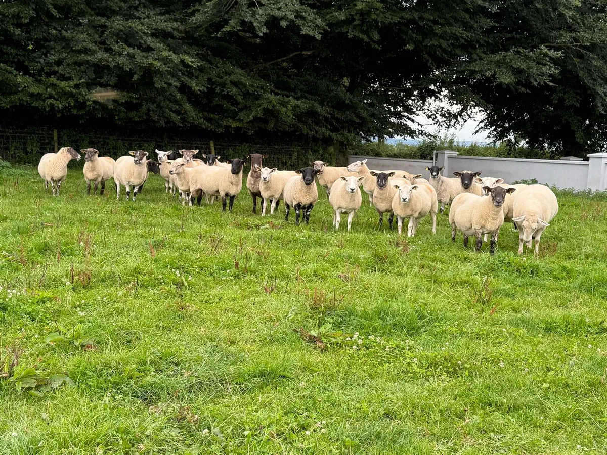 30 Big Strong 3 Year Old Ewes - Image 3