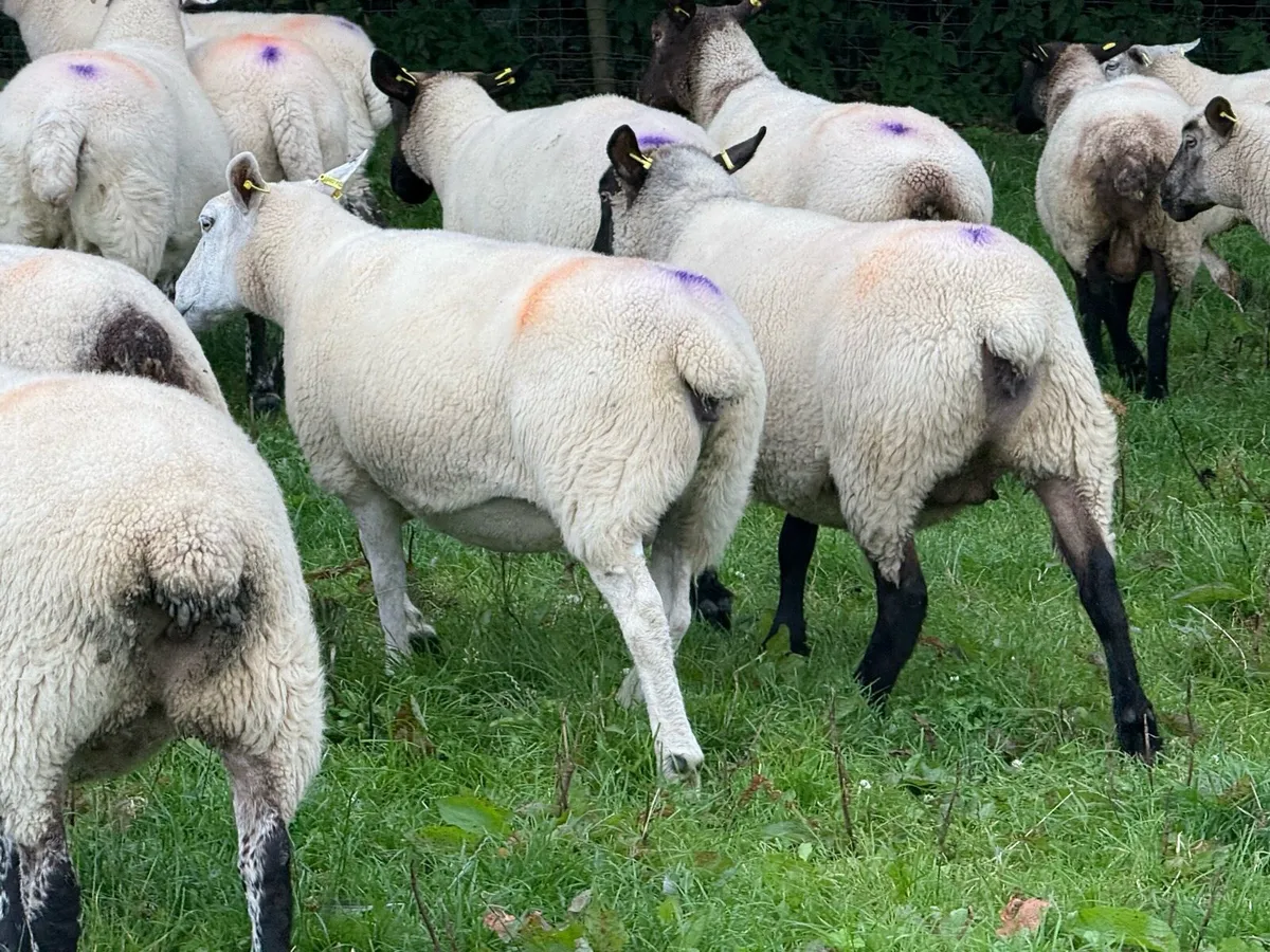 30 Big Strong 3 Year Old Ewes - Image 4