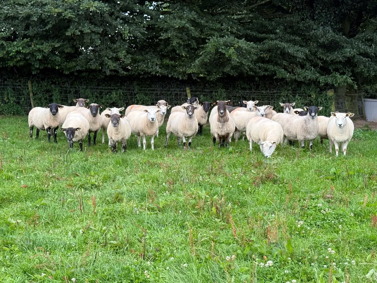 30 Big Strong 3 Year Old Ewes - Image 1
