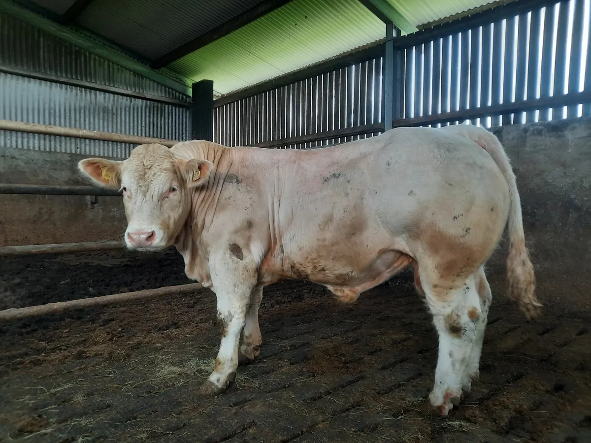 Pbr charolais bulls - Image 1