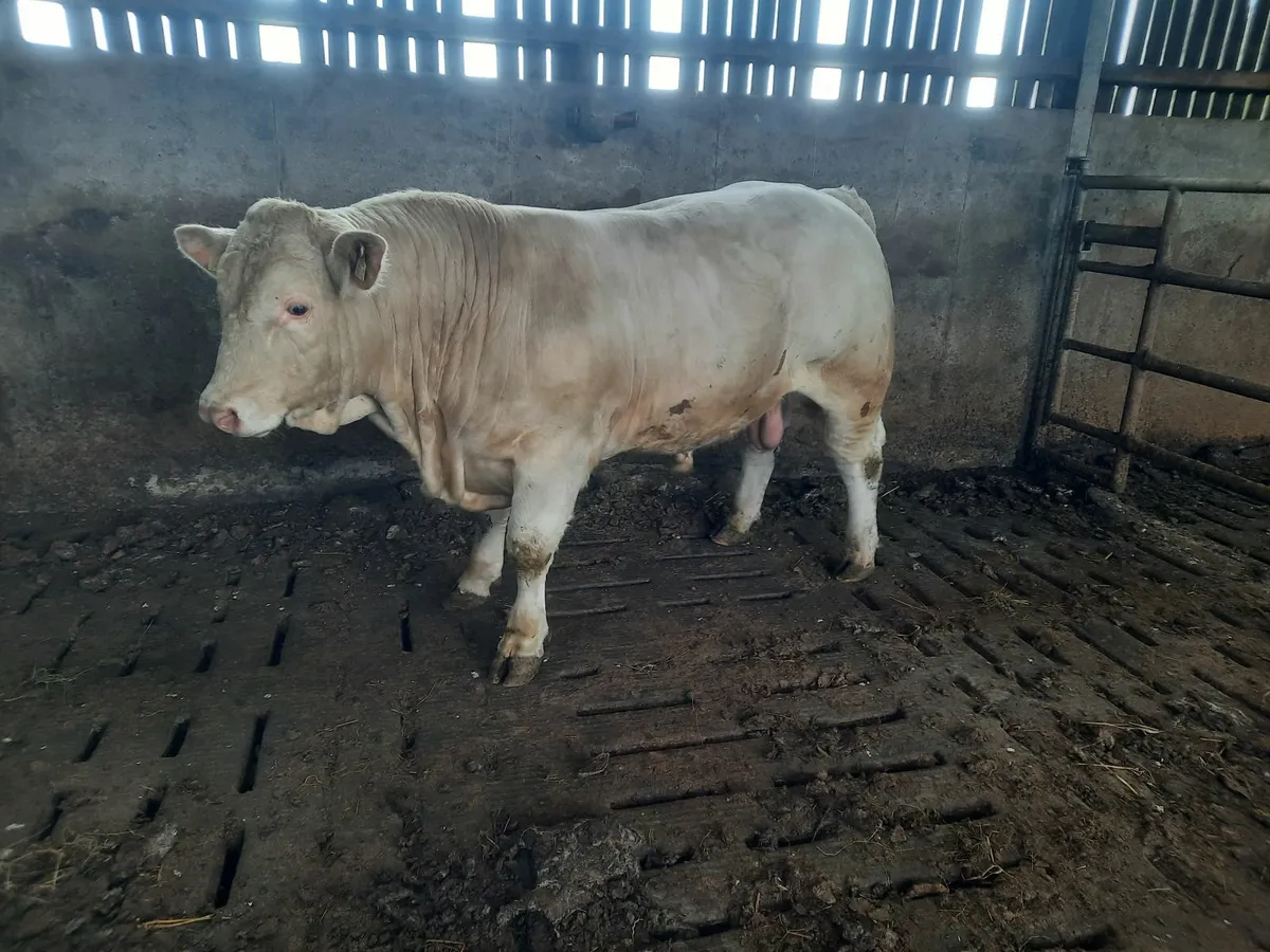 Pbr charolais bulls - Image 2