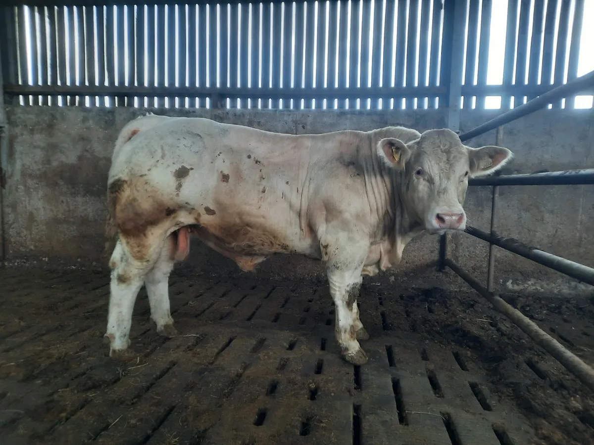 Pbr charolais bulls - Image 3