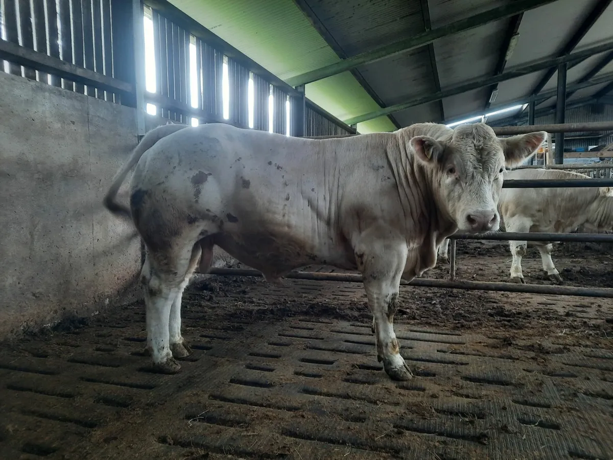Pbr charolais bulls - Image 4