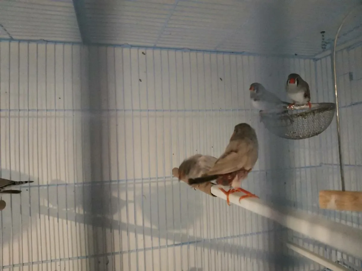 Zebra Finch - Image 2