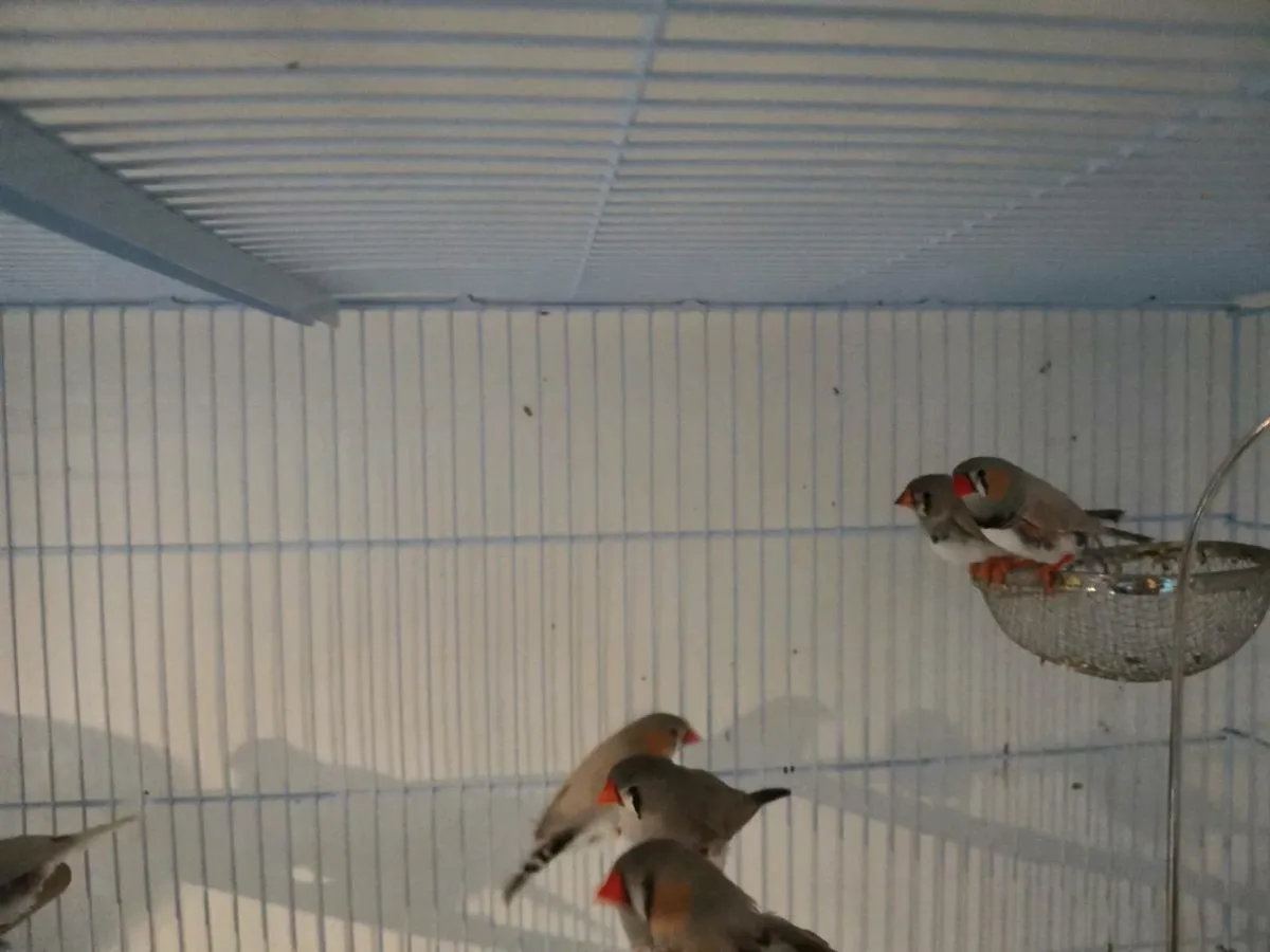 Zebra Finch - Image 1