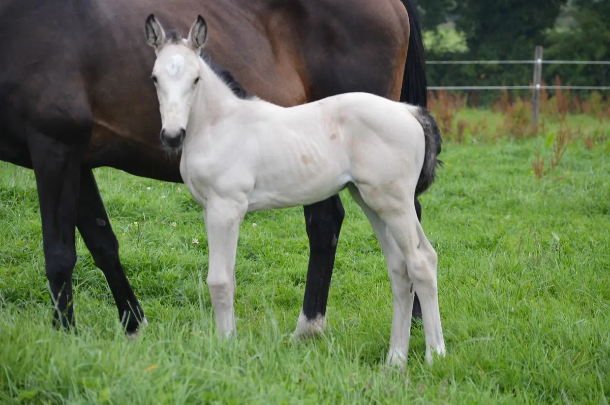 Cremello Stallion - Image 1