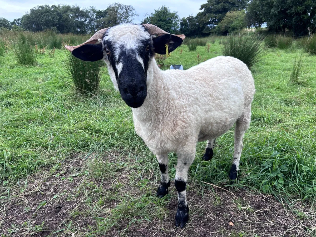 Valais cross ewe - Image 1