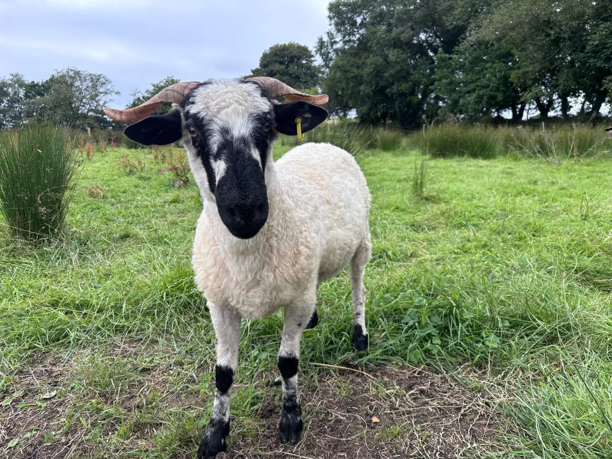 Valais cross ewe - Image 2
