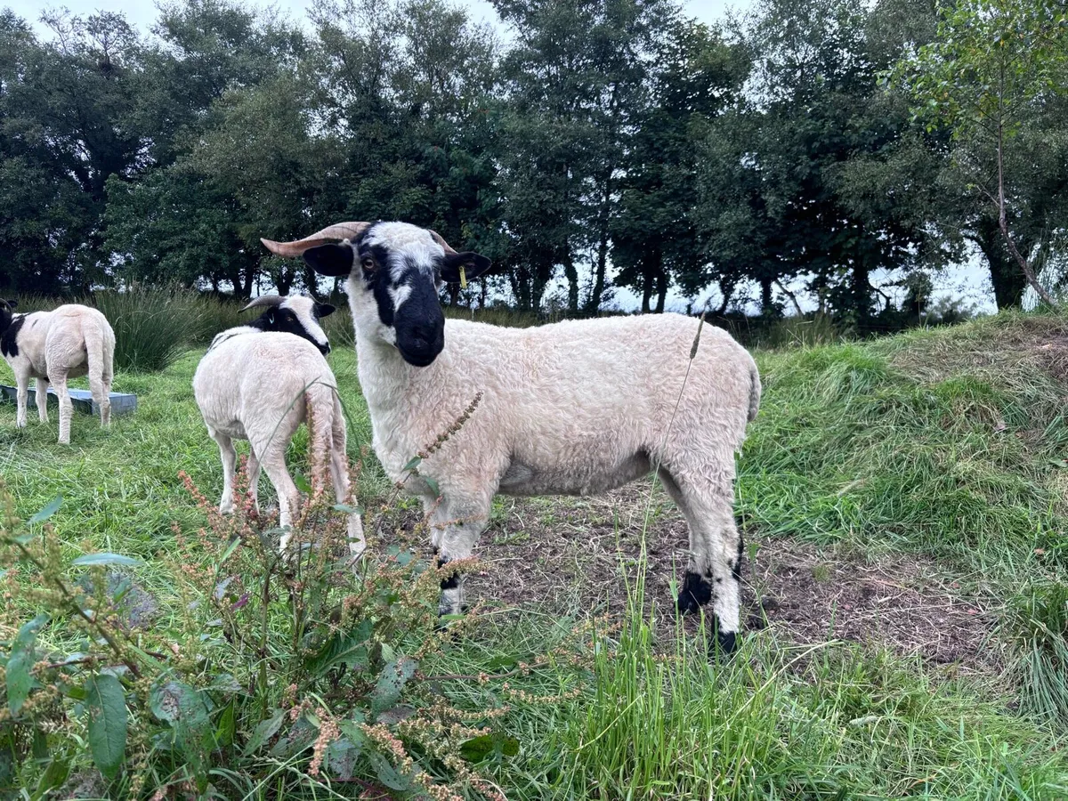 Valais cross ewe - Image 3