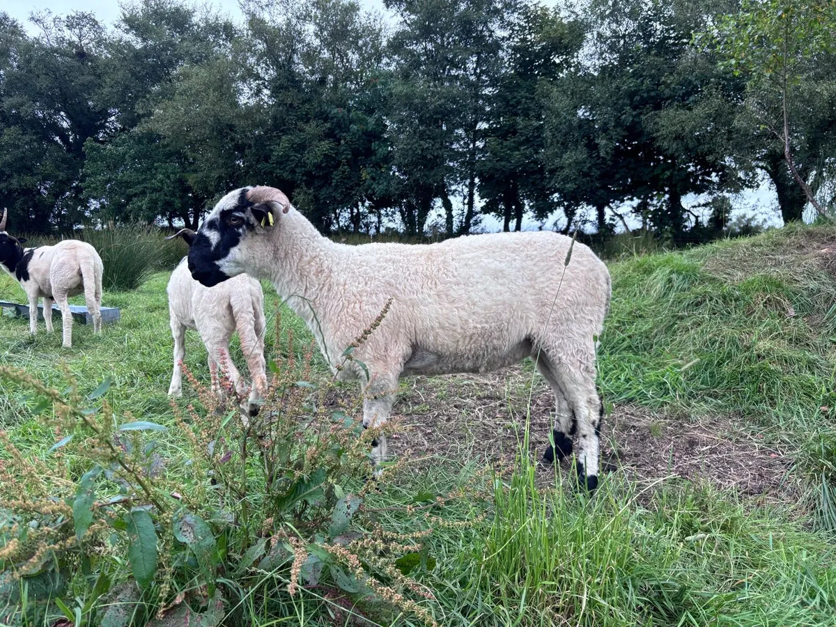 Valais cross ewe - Image 4