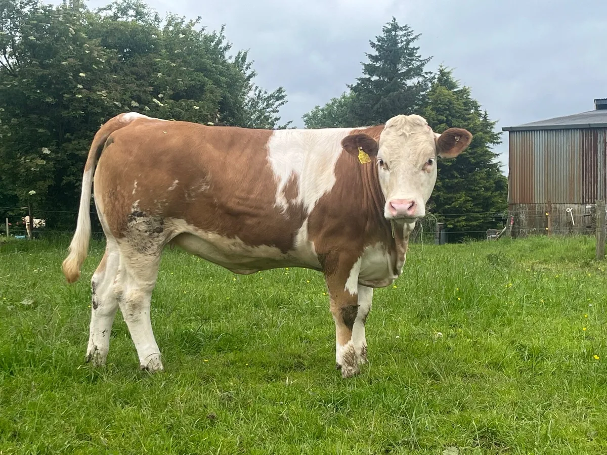 Pedigree Simmental heifer - Image 1