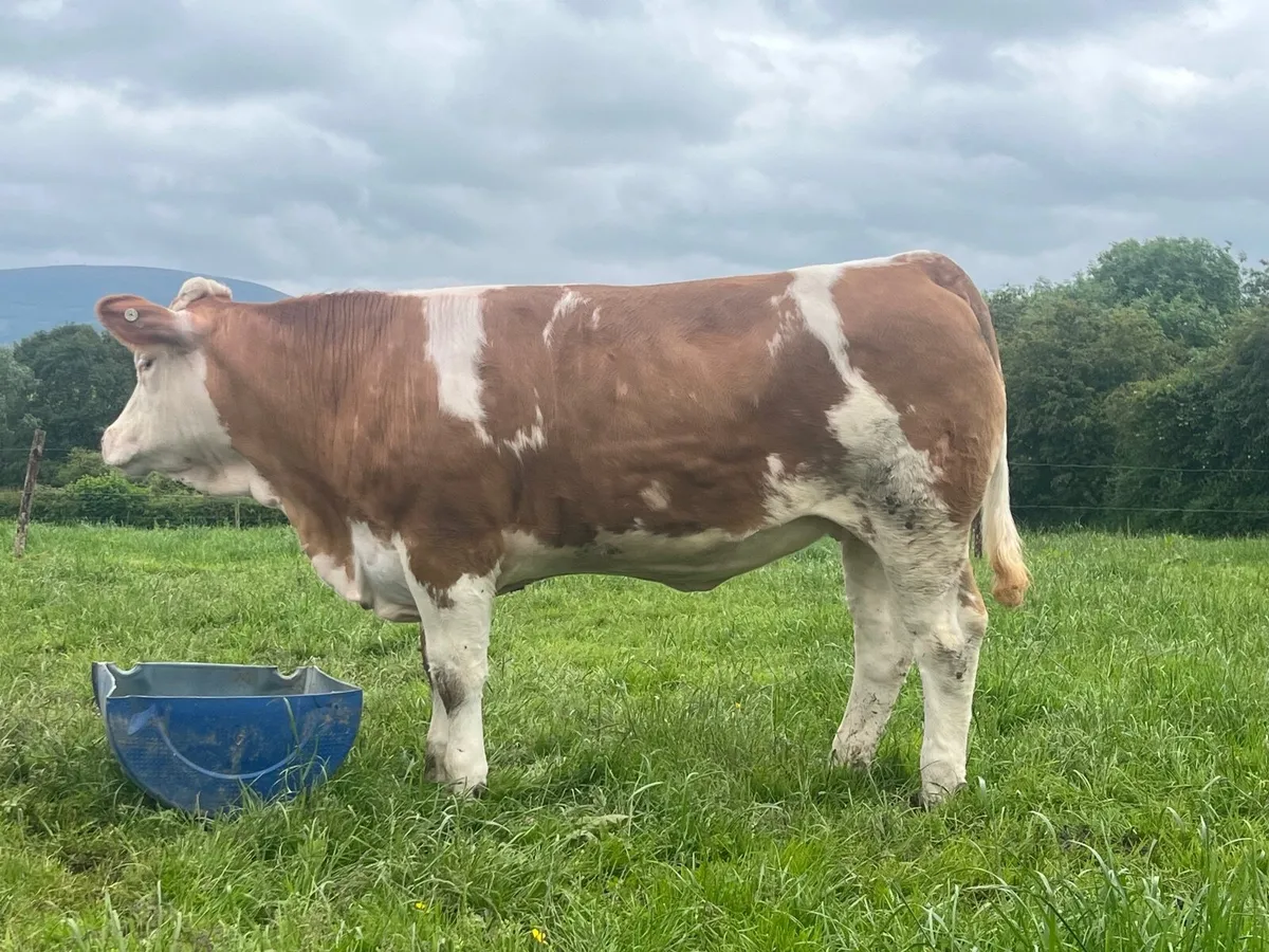 Pedigree Simmental heifer - Image 2