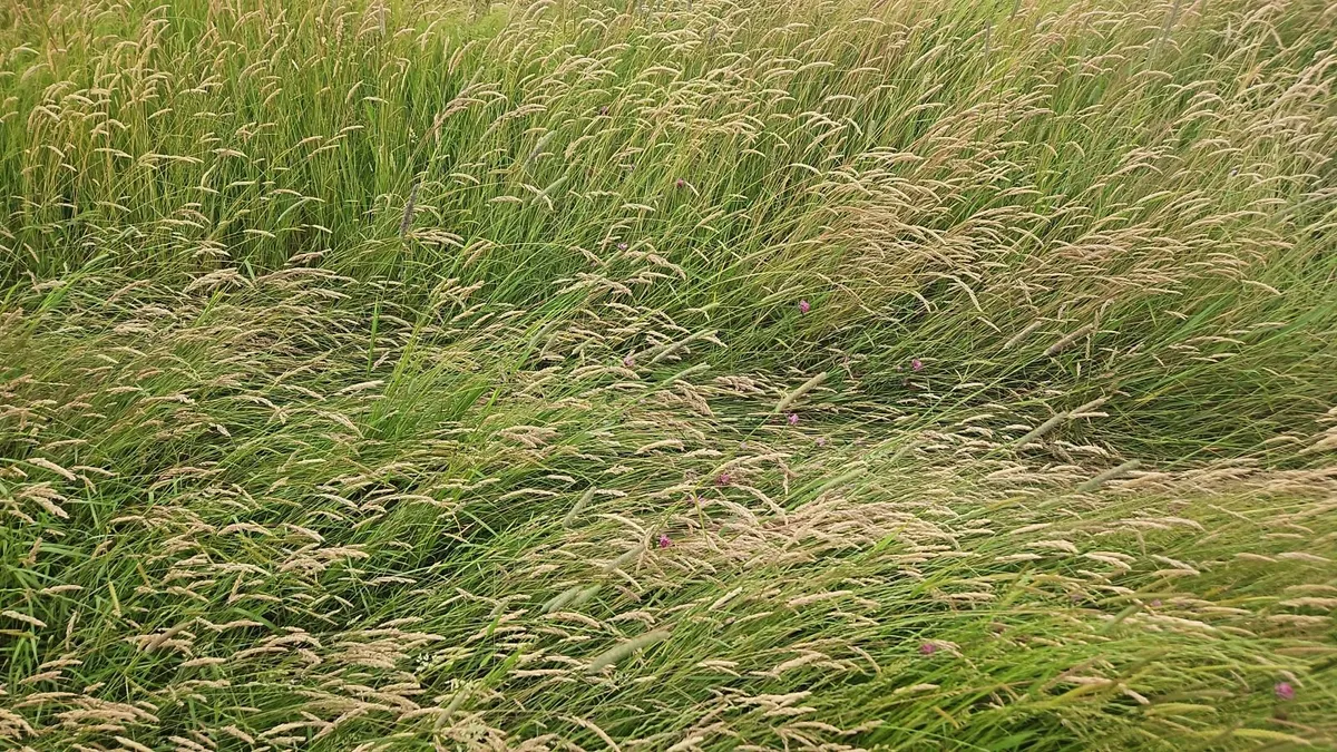 Grass on the stem