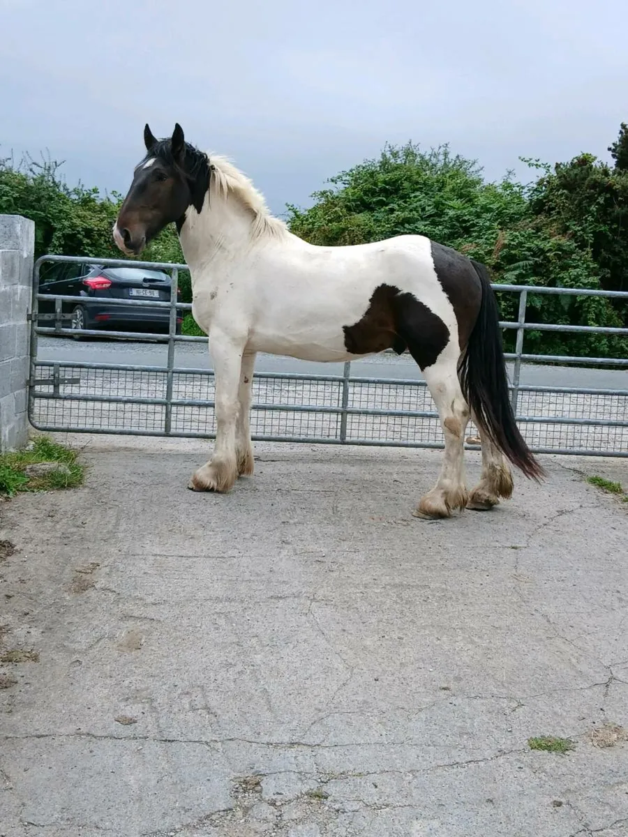 3 Yr Old Draught X Gelding - Image 1