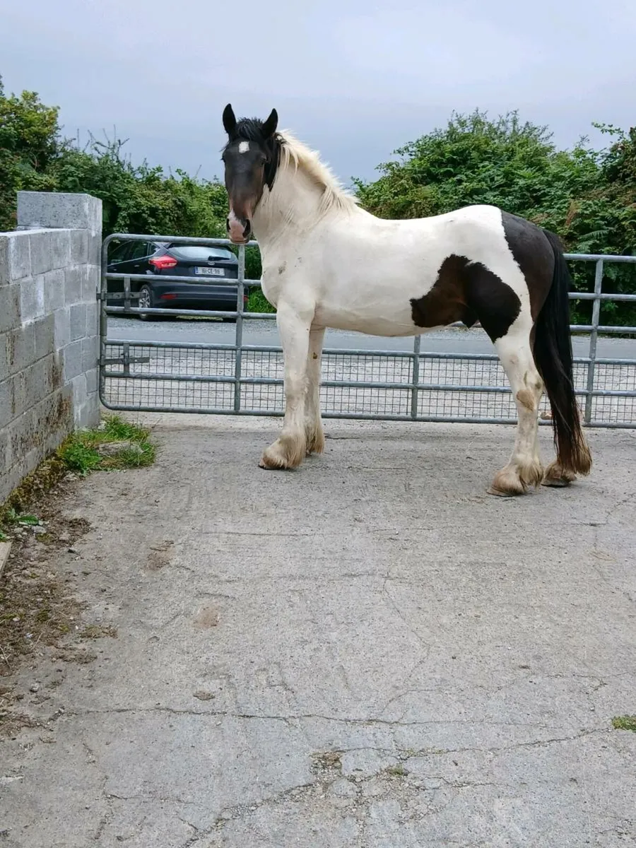 3 Yr Old Draught X Gelding - Image 2