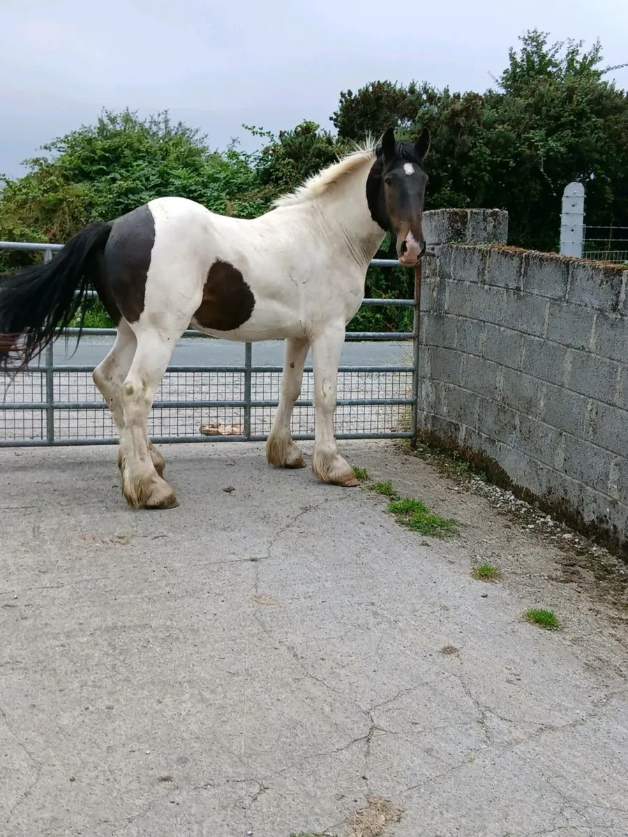 3 Yr Old Draught X Gelding - Image 3
