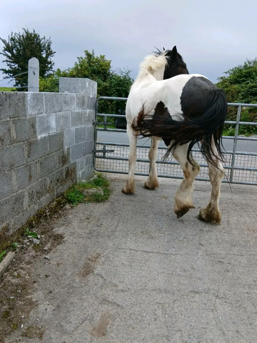 3 Yr Old Draught X Gelding - Image 4