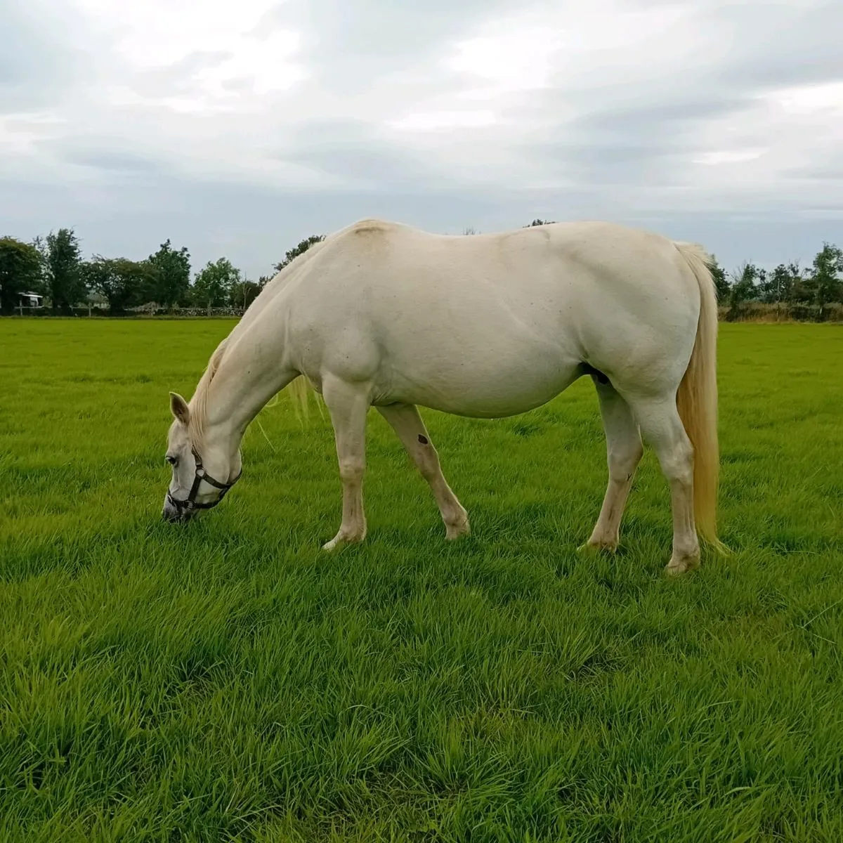 Connemara Mare and Foal - Image 1