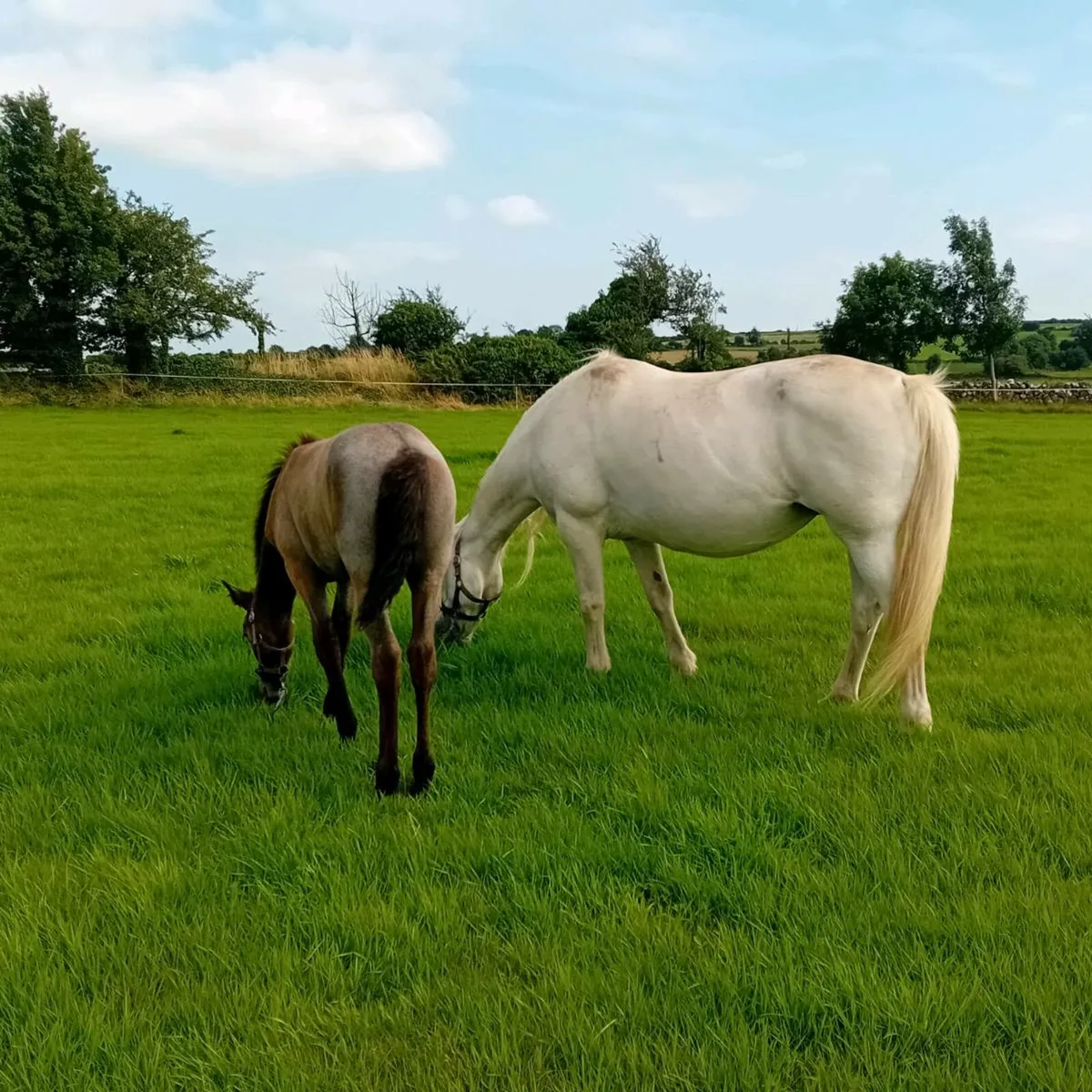 Connemara Mare and Foal - Image 2