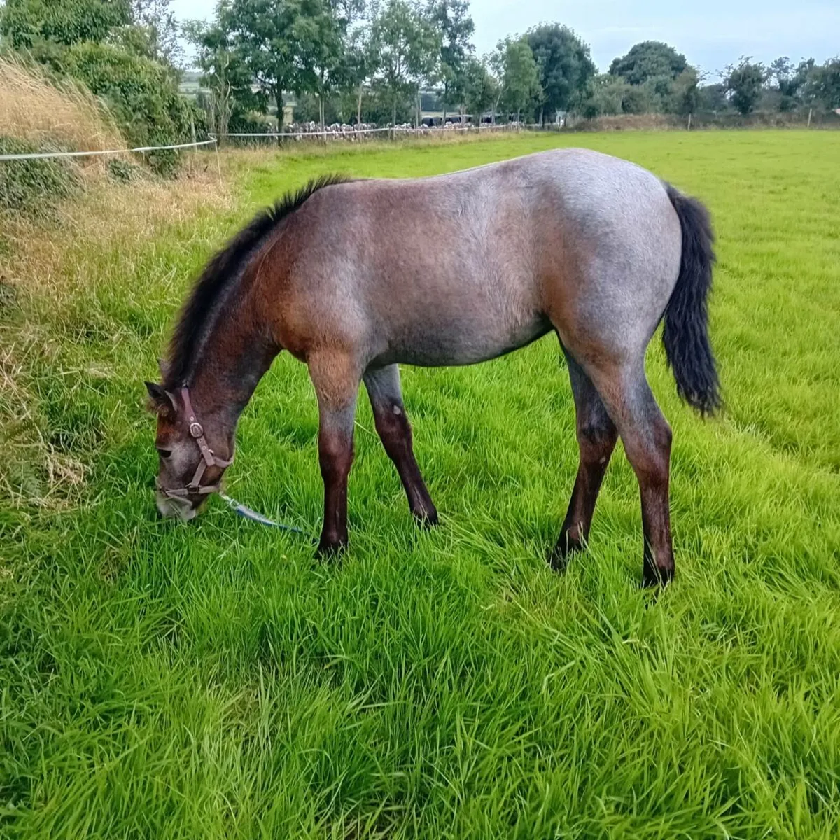 Connemara Mare and Foal - Image 3