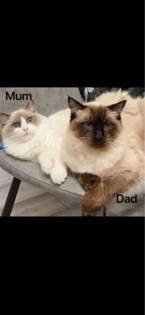 Ragdoll Kitten - Image 4
