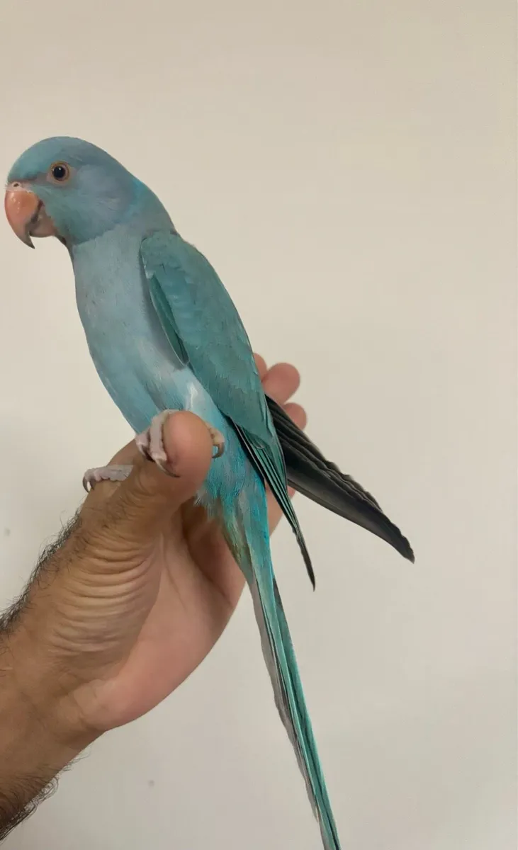 Handreared Blue ring neck - Image 1