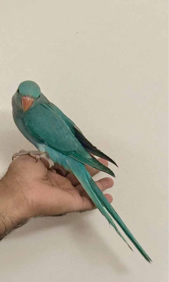 Handreared Blue ring neck - Image 2