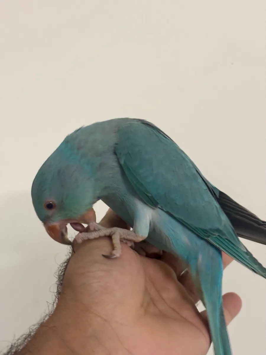 Handreared Blue ring neck - Image 3