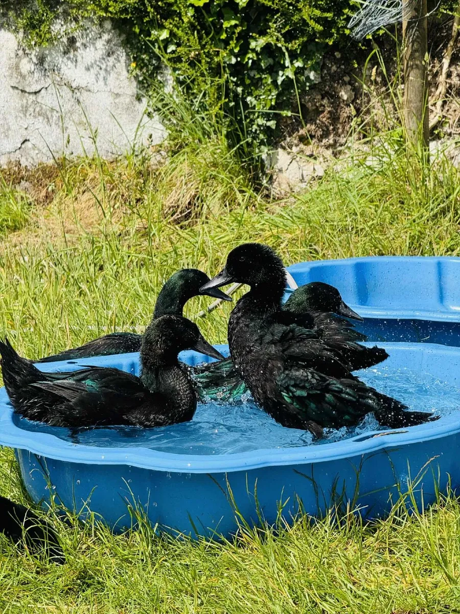 Cayuga ducks - Image 1