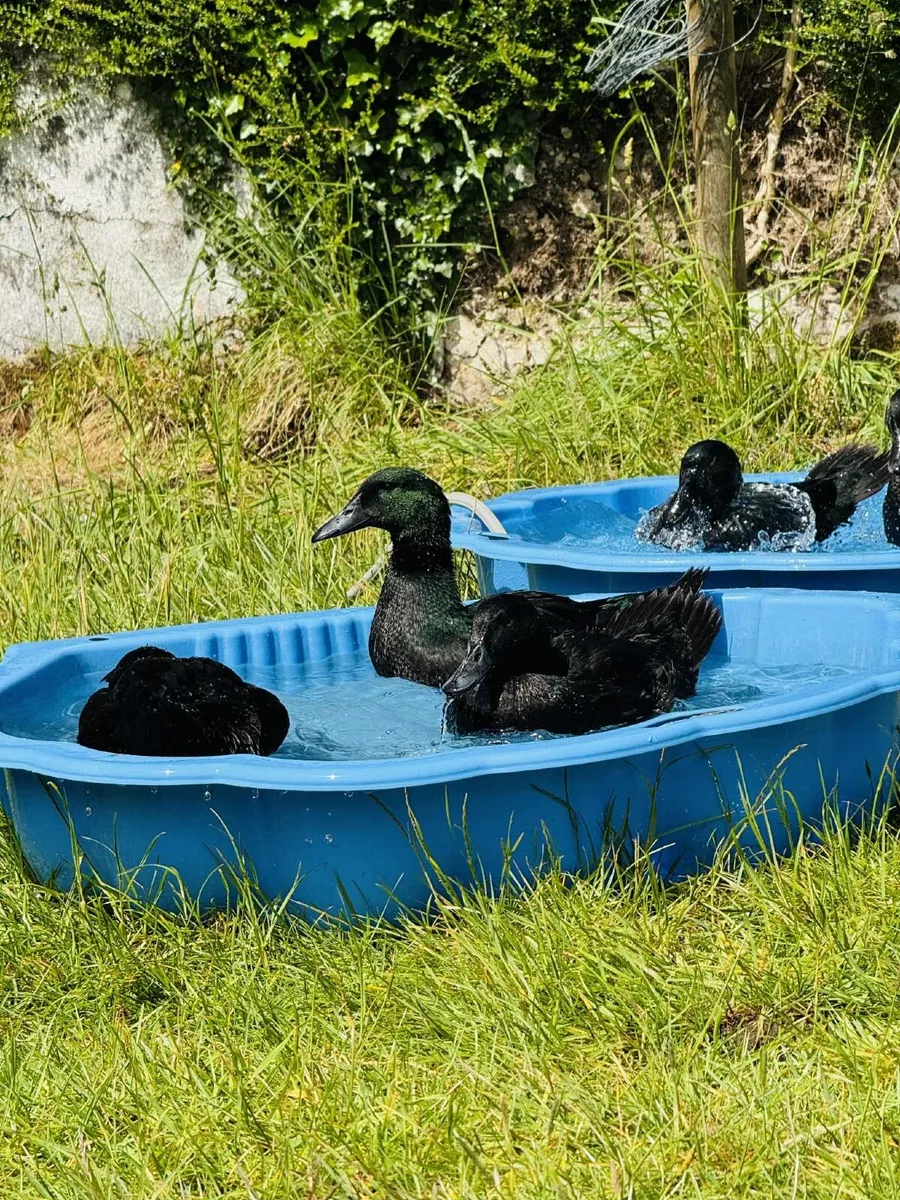 Cayuga ducks - Image 2