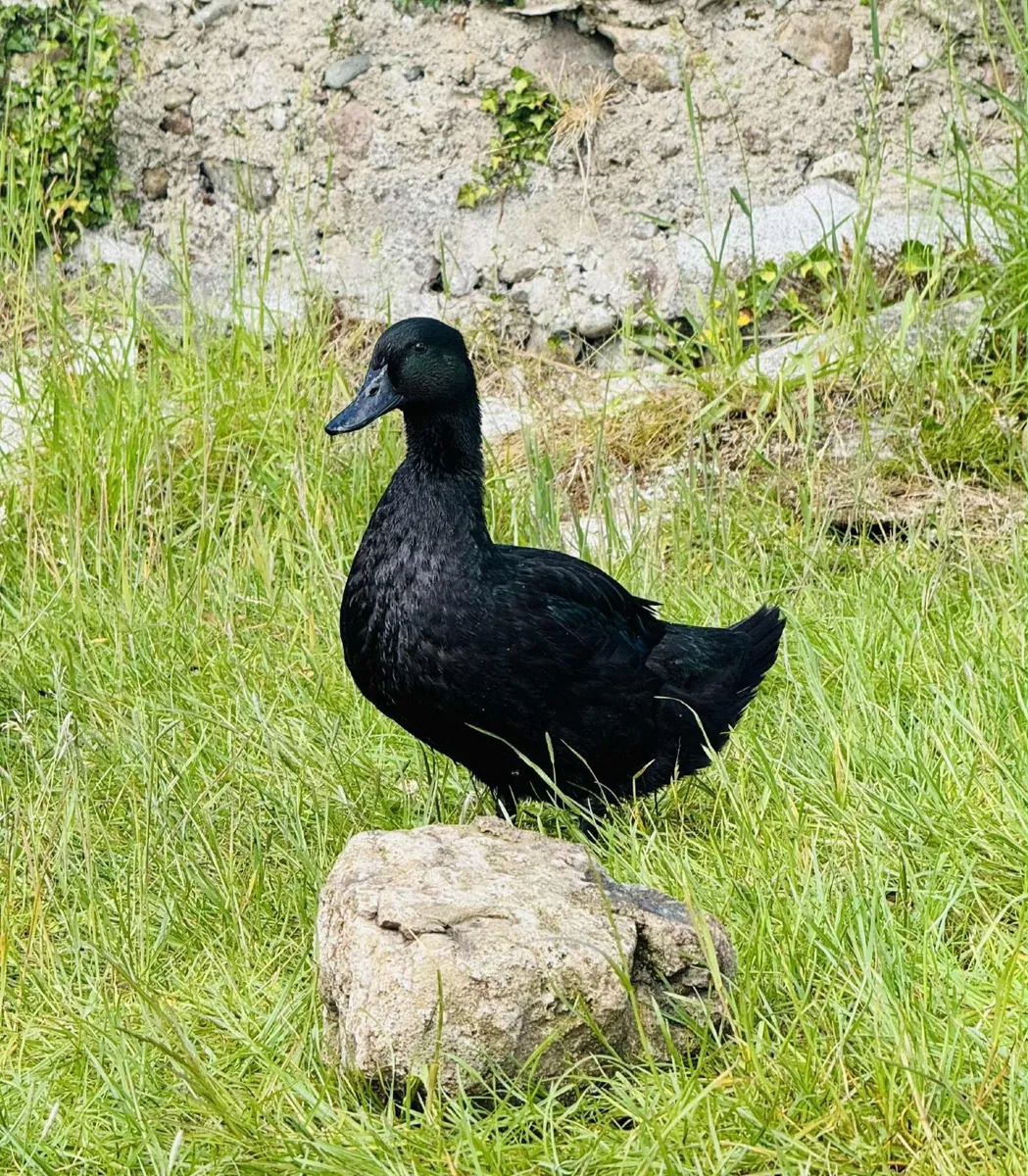 Cayuga ducks - Image 3