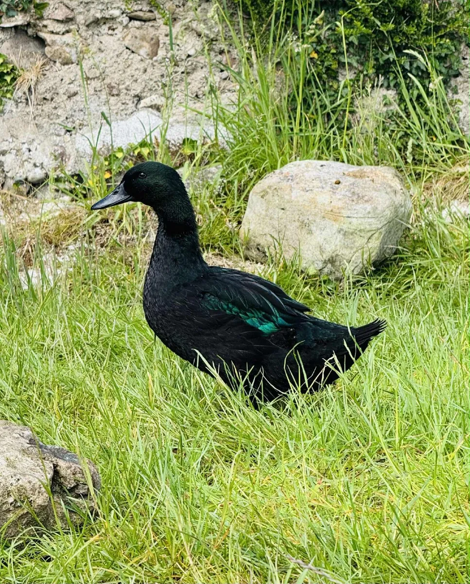 Cayuga ducks - Image 4