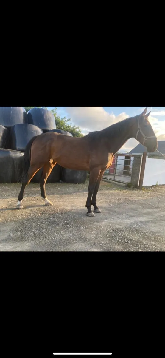 3 Yr old bay filly - Image 1