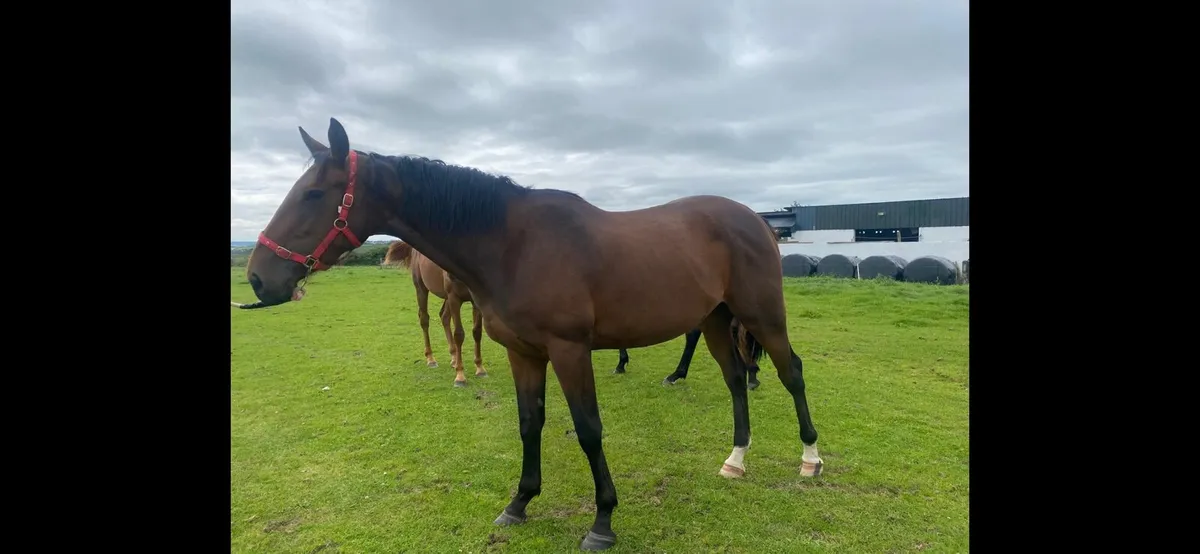 3 Yr old bay filly - Image 3