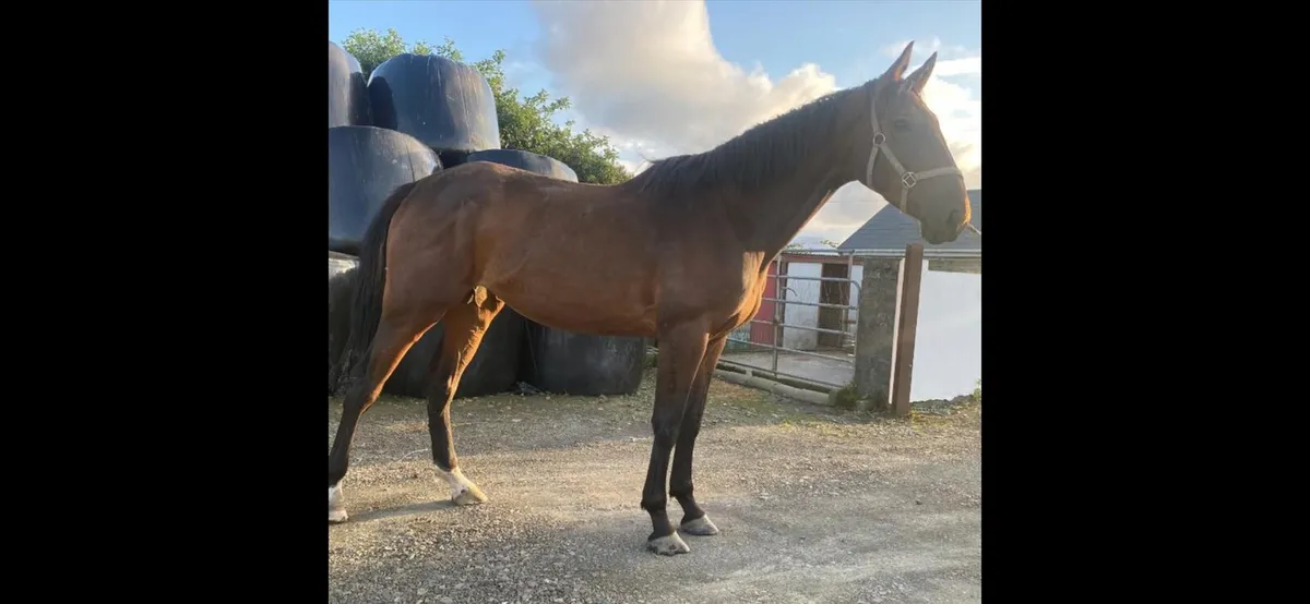 3 Yr old bay filly - Image 4