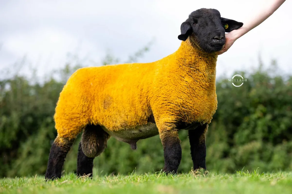 Pedigree Suffolk and Texel Rams - Image 1