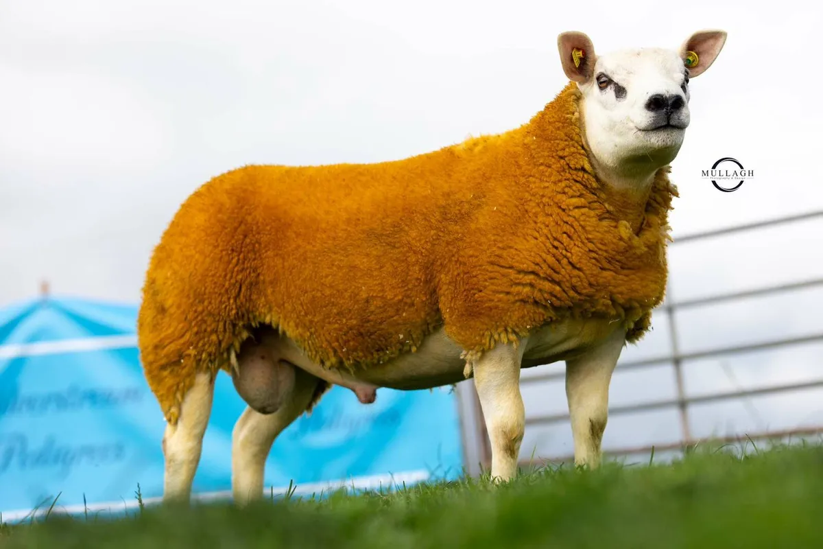 Pedigree Suffolk and Texel Rams - Image 2